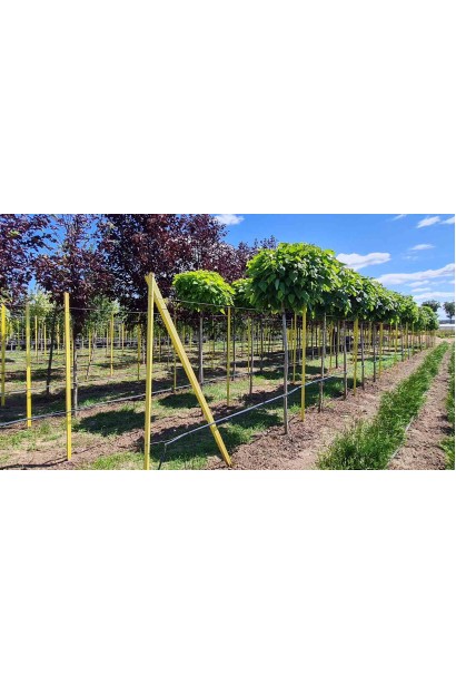 Катальпа кулеподібна Нана